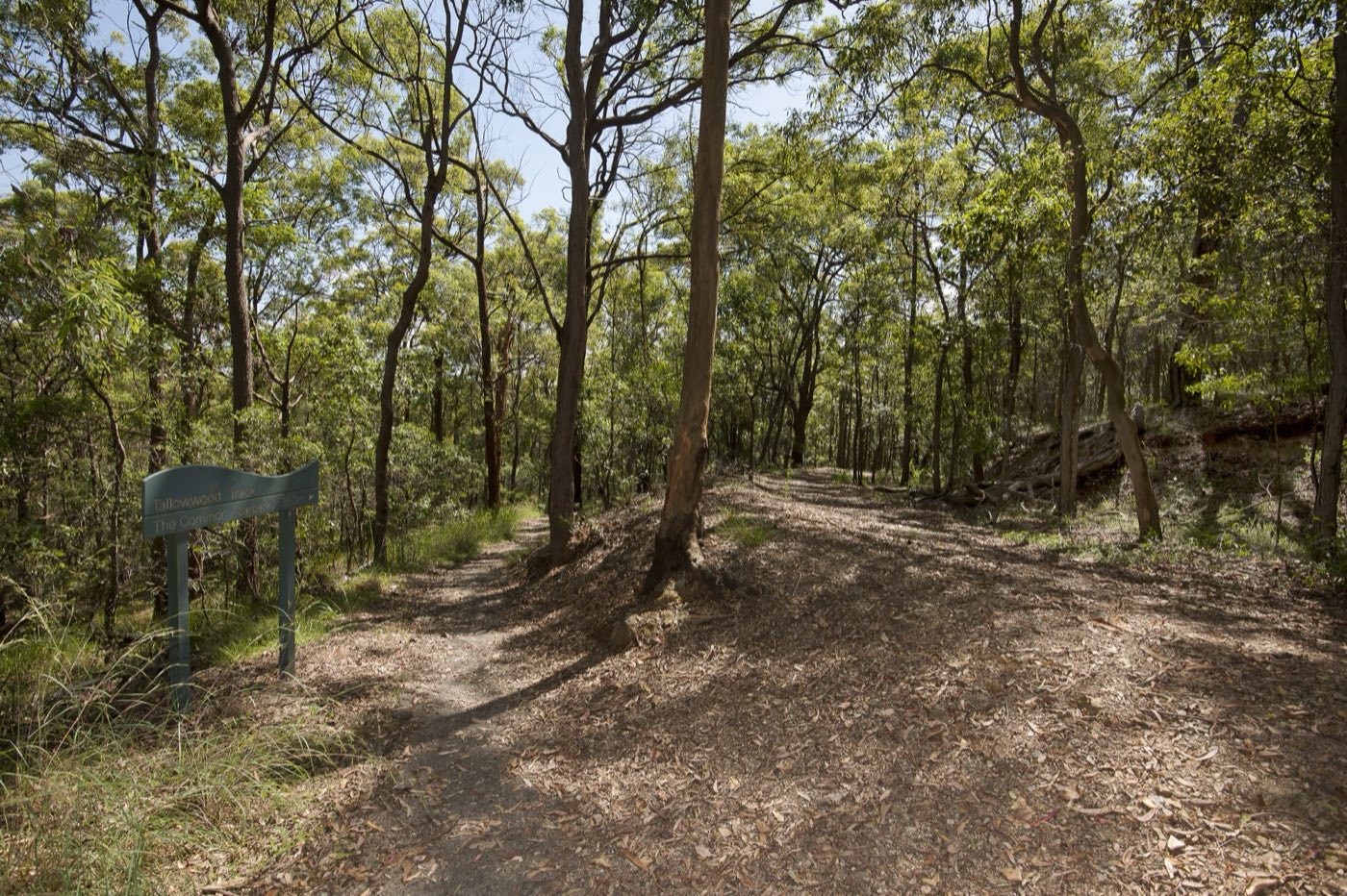 Bushland trail at Whites Hill Reserve